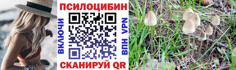 где найти наркотики  Кувандык  Галлюциногенные грибы Psilocybe 